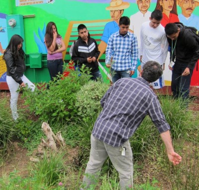 Volunteer Ian Niktab teaches TURNO students about the three types of grasses, and which we desire in our bioswales. Ian works with Planting Communities in Woodburn.